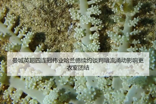 man-cheng-ying-chao-si-lian-guan-wei-ye-ha-lan-de-xu-yue-tan-pan-an-liu-yong-dong-ying-xiang-geng-yi-shi-tuan-jie-3-111.jpg