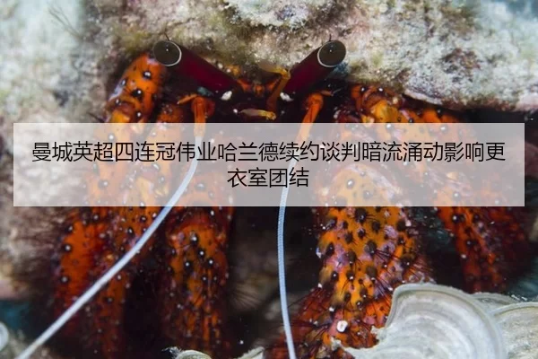 man-cheng-ying-chao-si-lian-guan-wei-ye-ha-lan-de-xu-yue-tan-pan-an-liu-yong-dong-ying-xiang-geng-yi-shi-tuan-jie-1-483.jpg